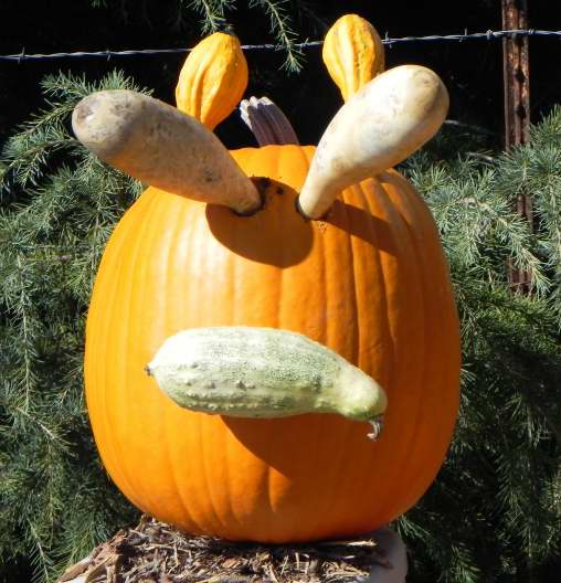 Natural, Nipomo Pumpkin Patch, best carving idea